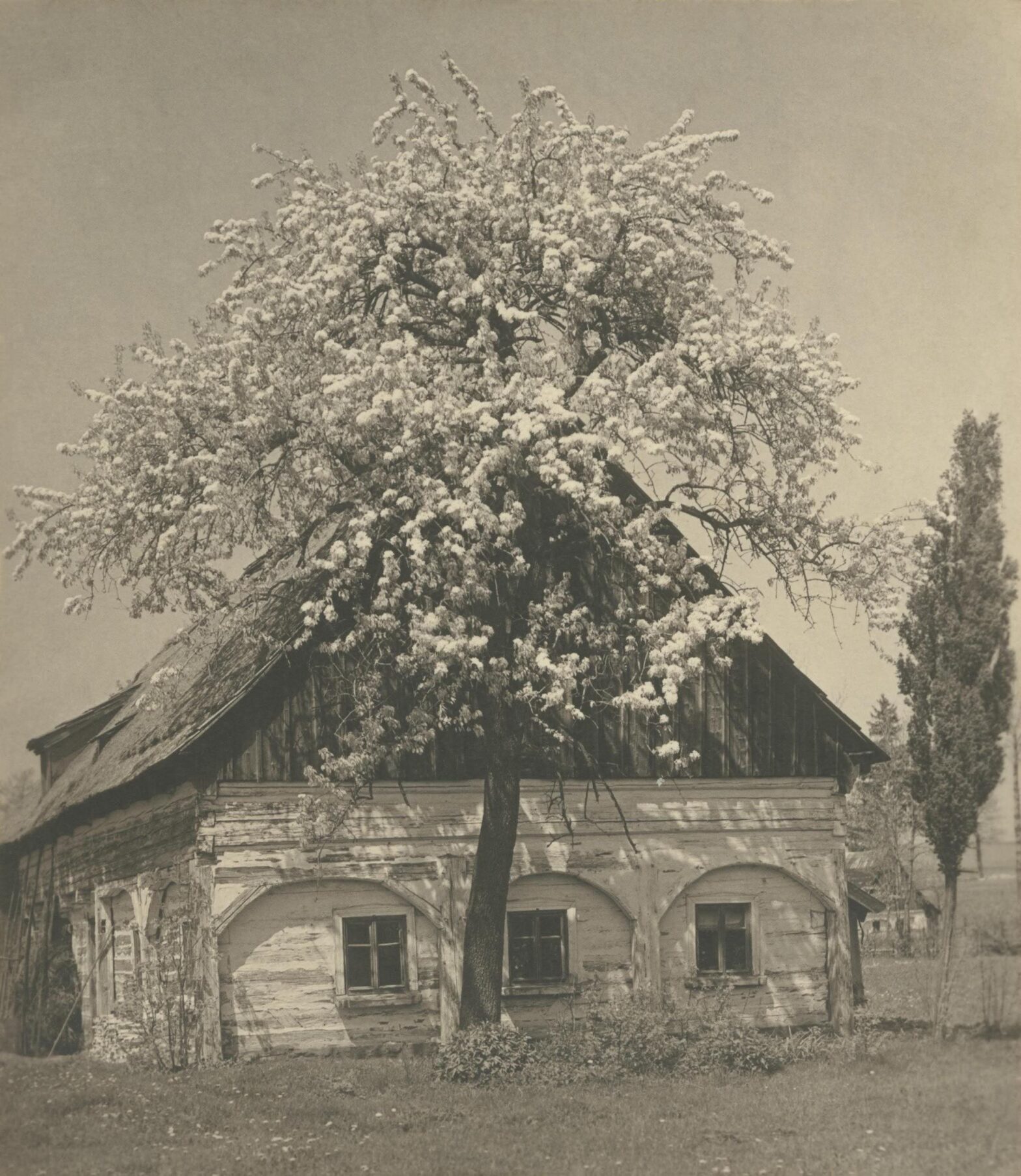 Die Abbildung zeigt ein Werk des Fotografen Josef Wurbs, auf dem ein Gebäude und ein Baum zu sehen sind.