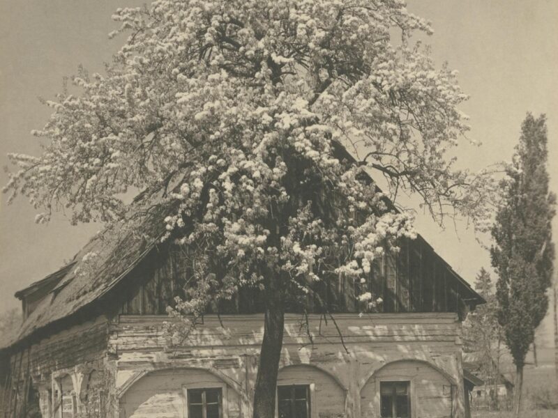 Die Abbildung zeigt ein Werk des Fotografen Josef Wurbs, auf dem ein Gebäude und ein Baum zu sehen sind.