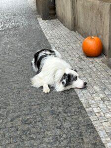 Doch nicht nur auf den Märkten ist das Herbst-Highlight zu finden. Die Kürbisse schmücken auch die Wege der Innenstadt – wie hier auf der Straße Křižovnická nahe der Karlsbrücke, wo ein Hund und ein Kürbis den Bürgersteig beleben.