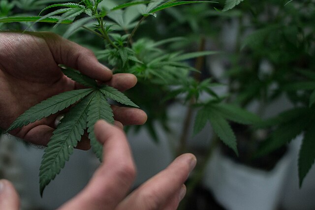 Ab dem 1. Januar 2026 ist in Tschechien der Anbau von bis zu drei Cannabispflanzen pro Person erlaubt.