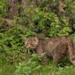 Im Lausitzer Gebirge wurde eine Wildkatze gesichtet. Die Art galt in Tschechien lange als ausgestorben.