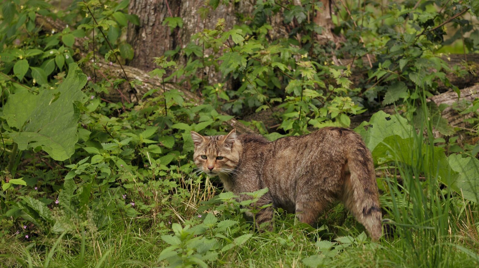 Im Lausitzer Gebirge wurde eine Wildkatze gesichtet. Die Art galt in Tschechien lange als ausgestorben.