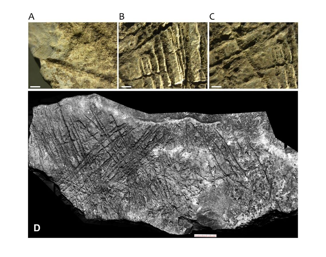 Die Gravuren wurden mit, für die Magdalénien-Kultur typischen, Steinwerkzeugen angefertigt.