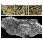 Die Gravuren wurden mit, für die Magdalénien-Kultur typischen, Steinwerkzeugen angefertigt.