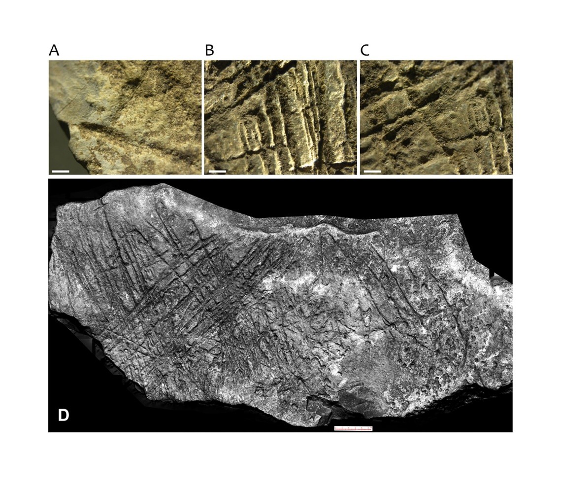 Die Gravuren wurden mit, für die Magdalénien-Kultur typischen, Steinwerkzeugen angefertigt.