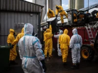 In dieser Woche startete die Keulung, die Tötung der über 236.000 Legehennen, in einem Geflügelzuchtbetrieb in der Region Königgrätz (Hradec Králové).