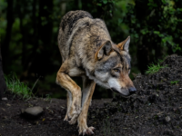 Illustrationsfoto: In der Region Braunau hat sich die Wolfspopultation deutlich vergrößert.