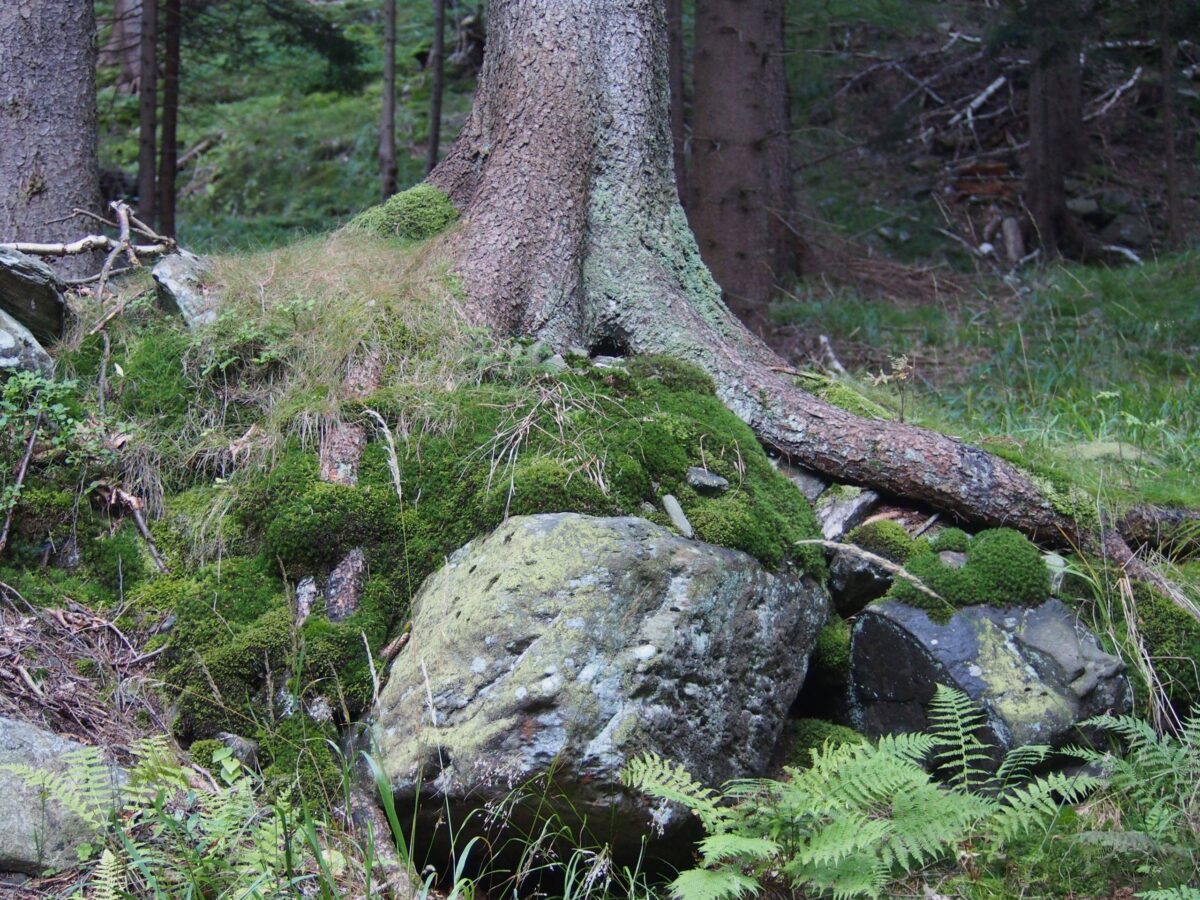 Seit 2009 mit dem FSC-Zertifikat ausgezeichnet: Der Wald im Nationalpark Riesengebirge.