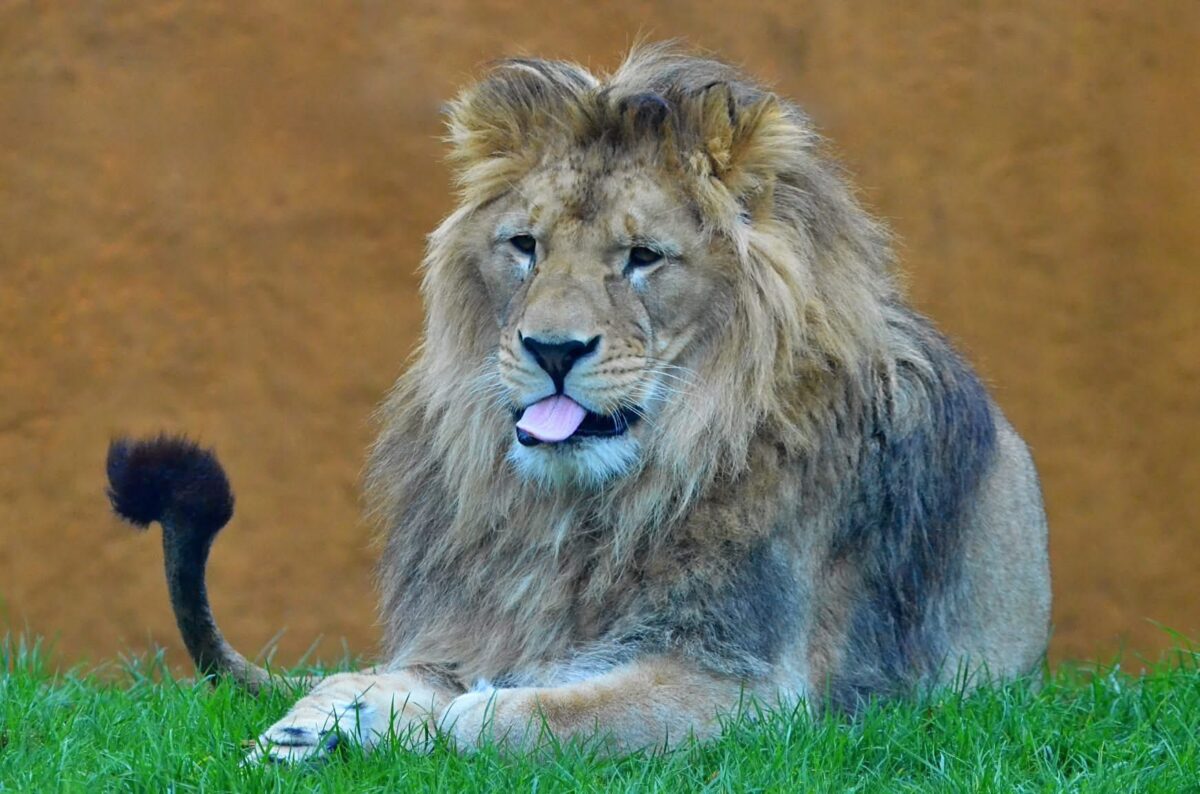Löwe Dabir feierte im Mai seinen 8. Geburtstag.