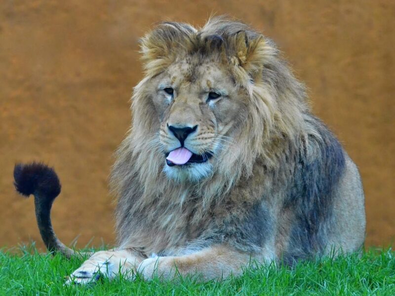 Pilsener Zoo feiert dieses Jahr 100-jähriges Jubiläum