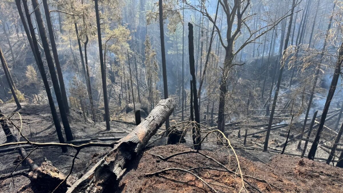 Verkohlte Baumstämme und noch rauchende Waldstreu im Brandgebiet bei Rennersdorf (Rynartice) im Nationalpark Böhmische Schweiz zeugen von der Zerstörungskraft des Feuers.