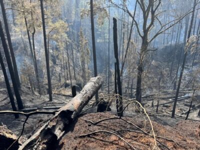 Verkohlte Baumstämme und noch rauchende Waldstreu im Brandgebiet bei Rennersdorf (Rynartice) im Nationalpark Böhmische Schweiz zeugen von der Zerstörungskraft des Feuers.