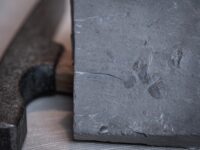 Das Fossil der neu entdeckten Arthropodenart Soomaspis labutai wurde bei Bauarbeiten an der Prager Metro-Linie D gefunden. Der rund 448 Millionen Jahre alte Fund könnte neue Erkenntnisse über die Verbreitung früher Gliederfüßer liefern.