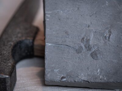 Das Fossil der neu entdeckten Arthropodenart Soomaspis labutai wurde bei Bauarbeiten an der Prager Metro-Linie D gefunden. Der rund 448 Millionen Jahre alte Fund könnte neue Erkenntnisse über die Verbreitung früher Gliederfüßer liefern.