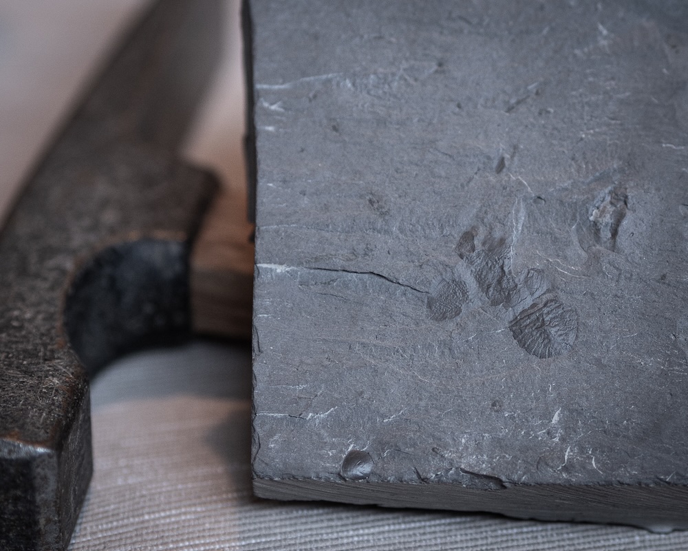 Das Fossil der neu entdeckten Arthropodenart Soomaspis labutai wurde bei Bauarbeiten an der Prager Metro-Linie D gefunden. Der rund 448 Millionen Jahre alte Fund könnte neue Erkenntnisse über die Verbreitung früher Gliederfüßer liefern.