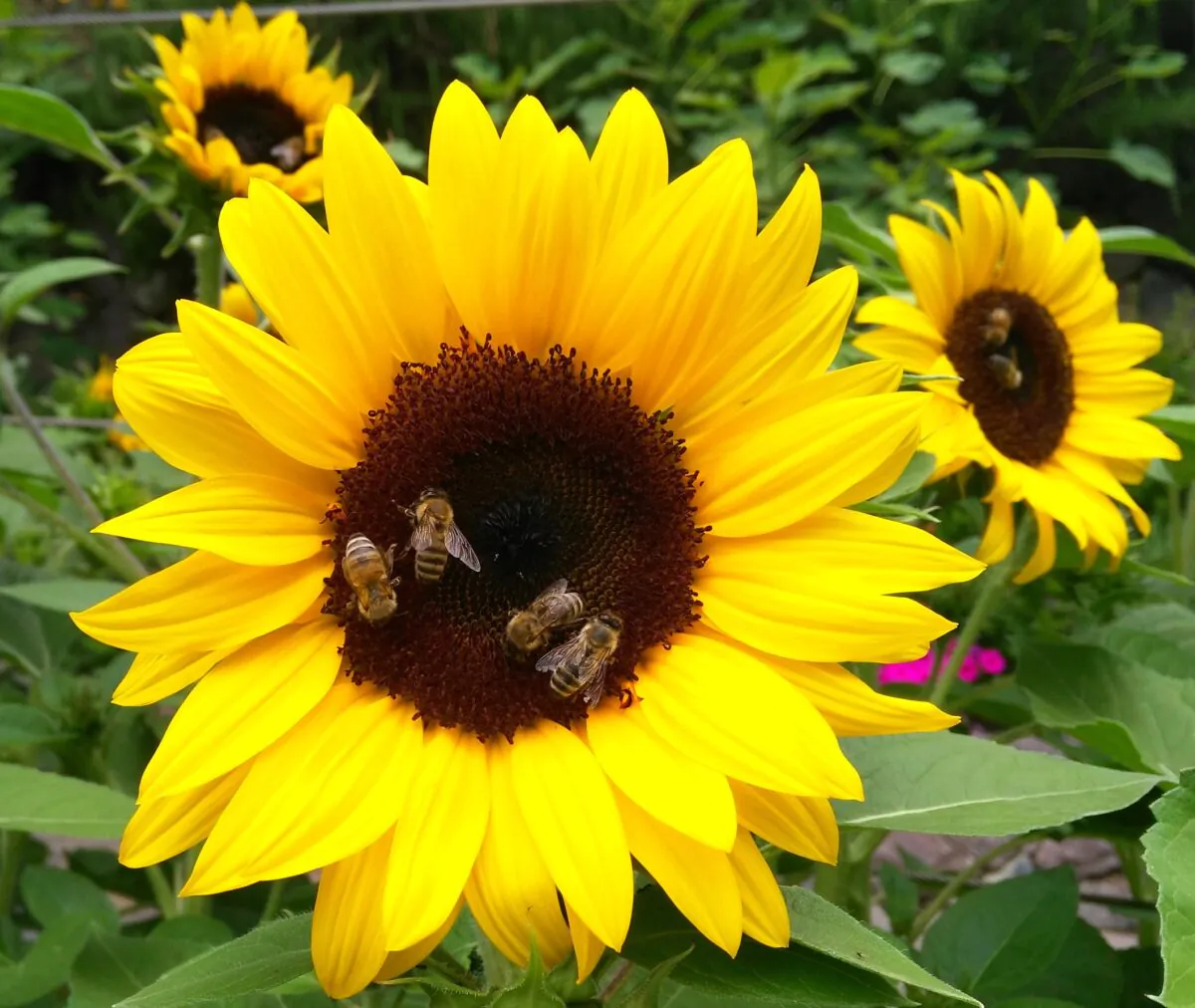 Zur Stärkung ihres Immunsystems brauchen Bienen die ein reichhaltiges und vielfältiges Nahrungsangebot - Foto: Silke Wolf