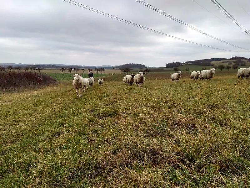 Neugierige Schafsherde, Foto: Jana Heenen