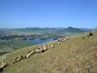 Seit 2018 gehören Schafherden wieder zum Bild des Böhmischen Mittelgebirges. Im Hintergrund die Gipfel Lobosch (Lovoš) und Milleschauer (Milešovka). Foto: LSG Böhmisches Mittelgebirge/Benešová