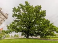 Die eindrucksvolle Stieleiche an der Straßenkreuzung V Botanice/Janáčkovo nábřeží. Foto: Alexey Norkin