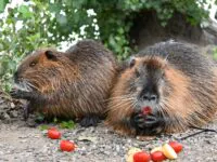 Nutria halten sich meist in Wassernähe auf, so wie hier am Ufer der Moldau. Foto: Madeleine Eisenbarth