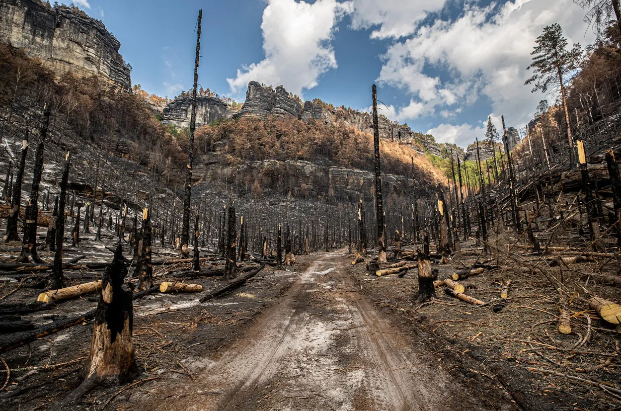 Nach dem Waldbrand in der Böhmischen Schweiz. Foto: Anna Boháčová / MFDNES + LN / Profimedia