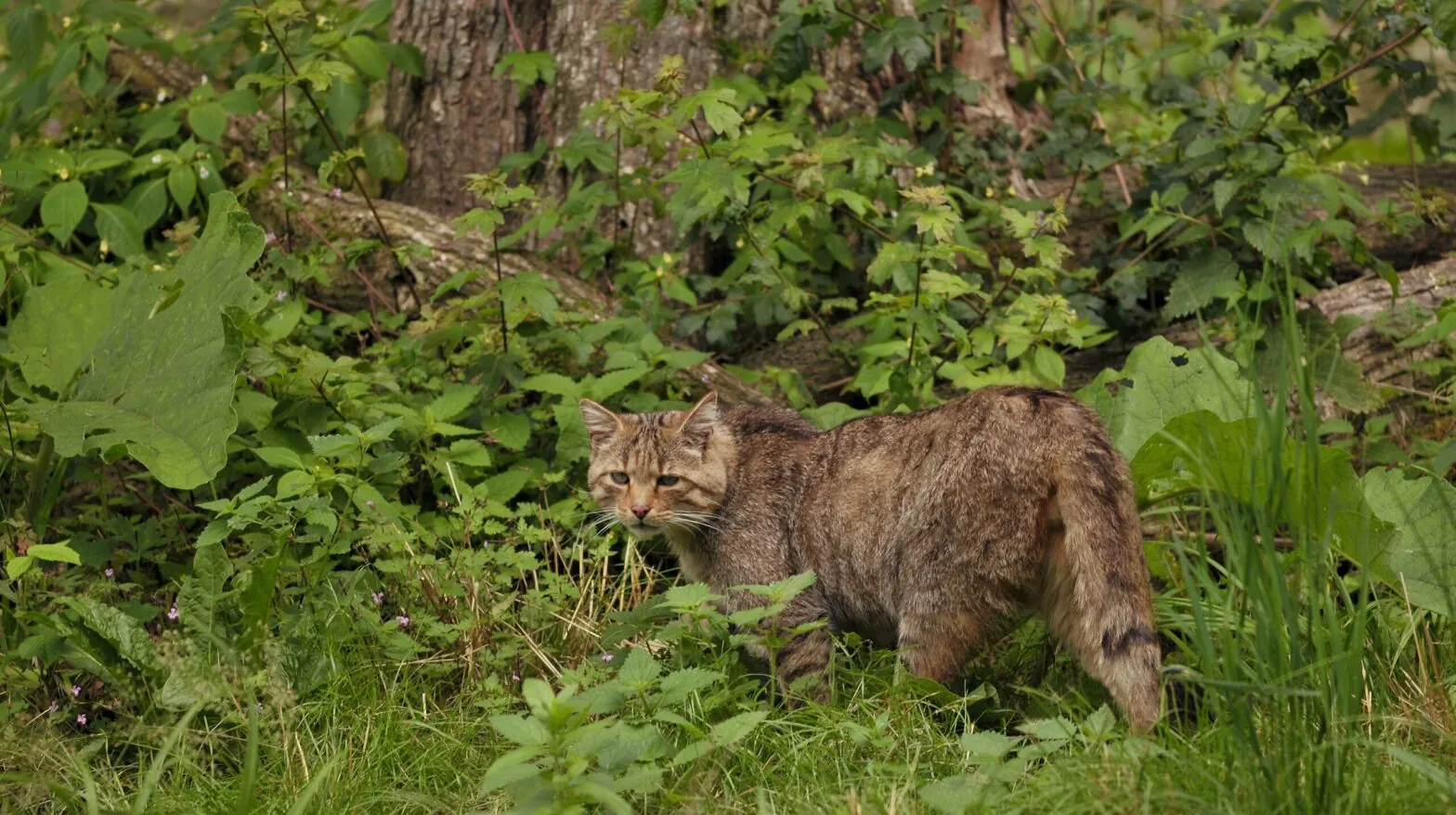 Im Lausitzer Gebirge wurde eine Wildkatze gesichtet. Die Art galt in Tschechien lange als ausgestorben.