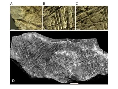Steinzeitliche Höhlenkunst in Mähren entdeckt